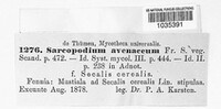 Sarcopodium avenaceum image